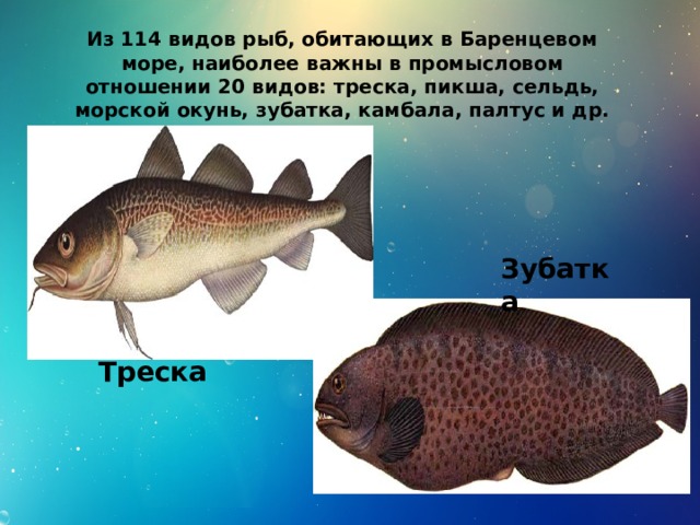 Из 114 видов рыб, обитающих в Баренцевом море, наиболее важны в промысловом отношении 20 видов: треска, пикша, сельдь, морской окунь, зубатка, камбала, палтус и др. Зубатка Треска 