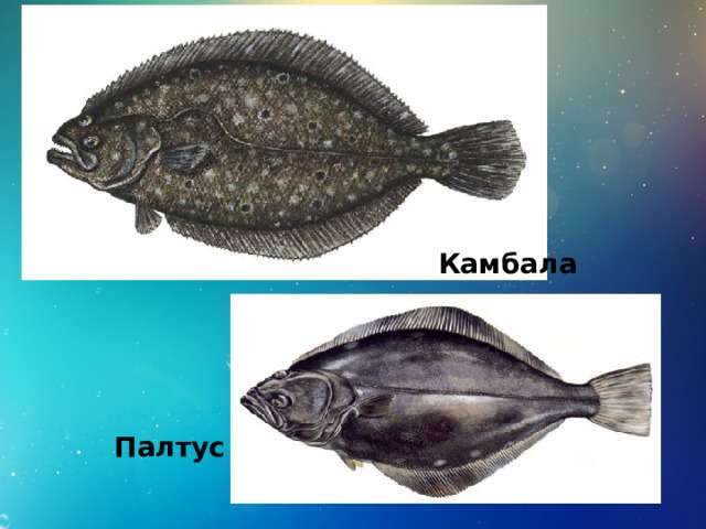 Камбала Палтус 