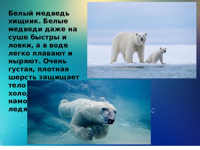Белый медведь хищник. Белые медведи даже на суше быстры и ловки, а в воде легко плавают и ныряют. Очень густая, плотная шерсть защищает тело медведя от холода и намокания в ледяной воде. 