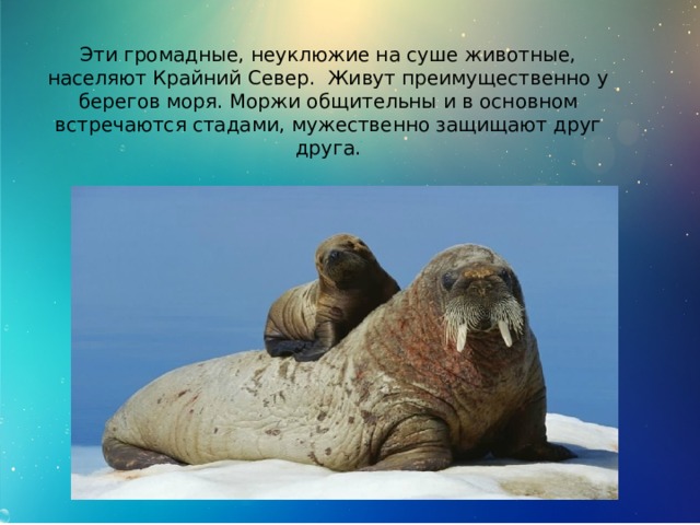 Эти громадные, неуклюжие на суше животные, населяют Крайний Север. Живут преимущественно у берегов моря. Моржи общительны и в основном встречаются стадами, мужественно защищают друг друга. 
