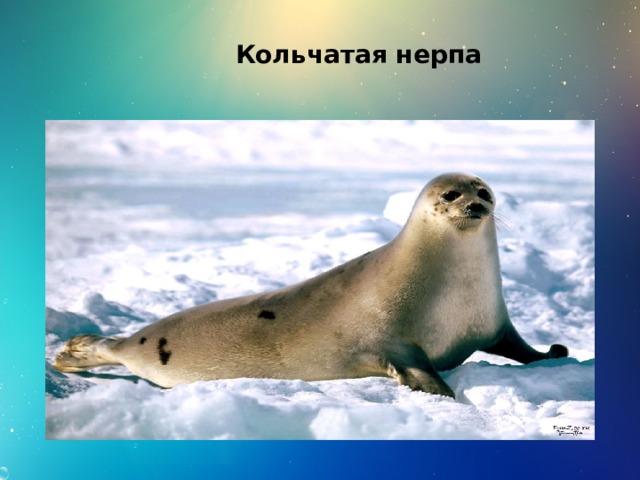 Кольчатая нерпа 