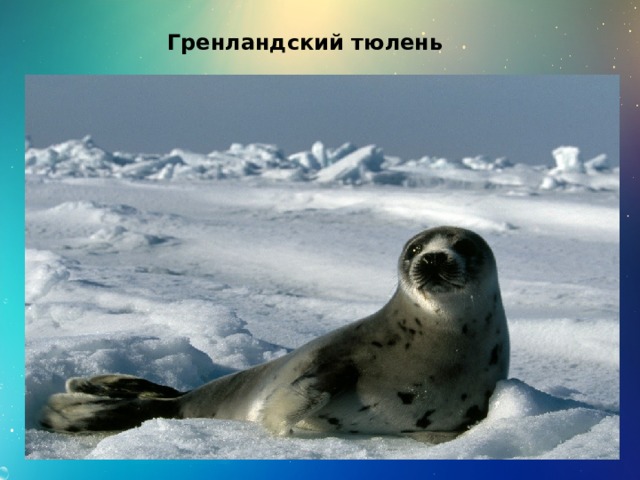 Гренландский тюлень 