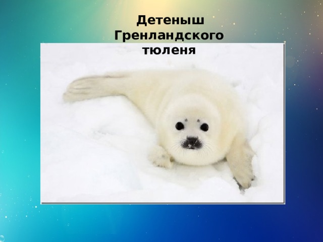  Детеныш Гренландского тюленя 