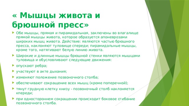 « Мышцы живота и брюшной пресс»   Обе мышцы, прямая и пирамидальная, заключены во влагалище прямой мышцы живота, которое образуется апоневрозами широких мышц живота. Действие: являются частью брюшного пресса, наклоняют туловище спереди; пирамидальные мышцы, кроме того, натягивают белую линию живота. Широкие и длинные мышцы брюшной стенки являются мышцами туловища и обусловливают следующие движения: опускают ребра; участвуют в акте дыхания; изменяют положение позвоночного столба; обеспечивают сокращение всех мышц (кроме поперечной); тянут грудную клетку книзу - позвоночный столб наклоняется кпереди; при одностороннем сокращении происходит боковое сгибание позвоночного столба. 