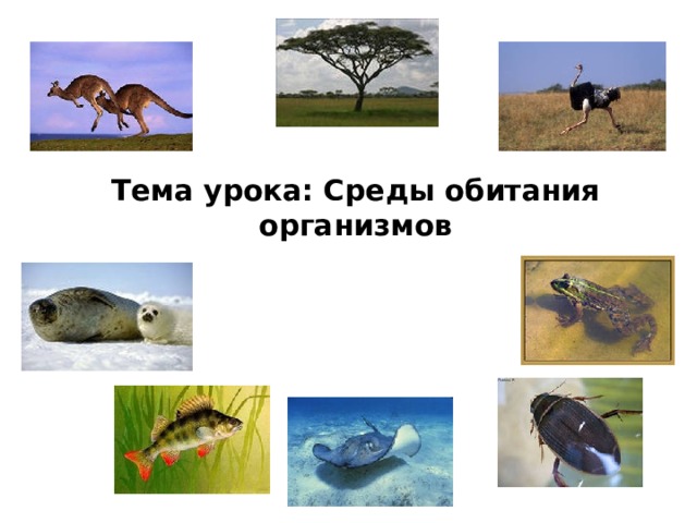 Тема урока: Среды обитания организмов 