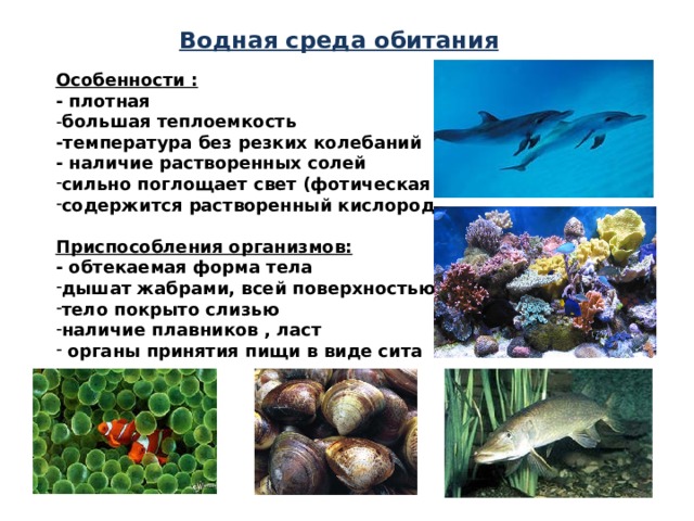 Водная среда обитания Особенности : - плотная - большая теплоемкость -температура без резких колебаний - наличие растворенных солей сильно поглощает свет (фотическая зона=100 м.) содержится растворенный кислород Приспособления организмов: - обтекаемая форма тела дышат жабрами, всей поверхностью тела тело покрыто слизью наличие плавников , ласт  органы принятия пищи в виде сита 