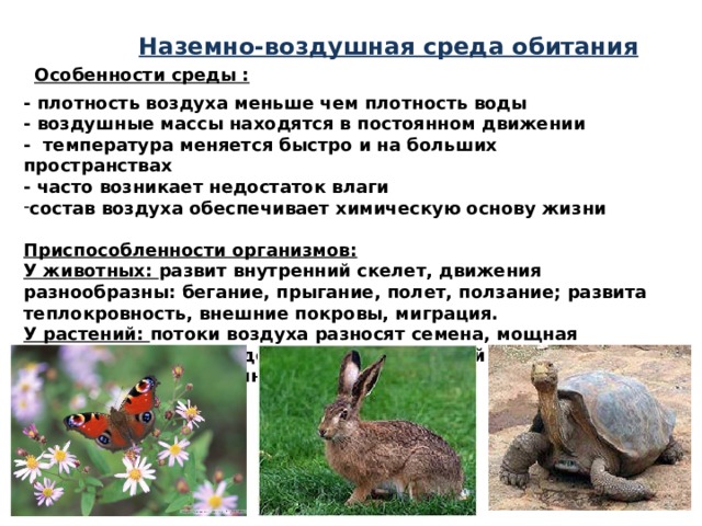 Наземно-воздушная среда обитания Особенности среды :  - плотность воздуха меньше чем плотность воды - воздушные массы находятся в постоянном движении - температура меняется быстро и на больших пространствах - часто возникает недостаток влаги состав воздуха обеспечивает химическую основу жизни  Приспособленности организмов: У животных: развит внутренний скелет, движения разнообразны: бегание, прыгание, полет, ползание; развита теплокровность, внешние покровы, миграция. У растений: потоки воздуха разносят семена, мощная корневая система, водонепроницаемый слой на поверхности листьев, видоизмененные листья 