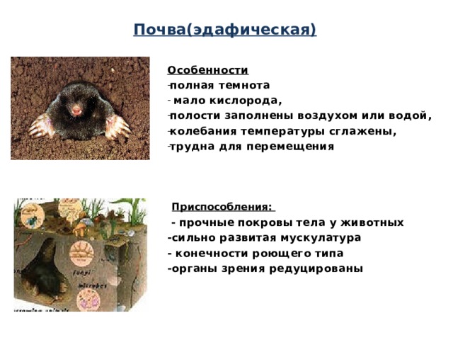 Почва(эдафическая) Особенности  полная темнота  мало кислорода, полости заполнены воздухом или водой, колебания температуры сглажены, трудна для перемещения  Приспособления:  - прочные покровы тела у животных -сильно развитая мускулатура - конечности роющего типа -органы зрения редуцированы 