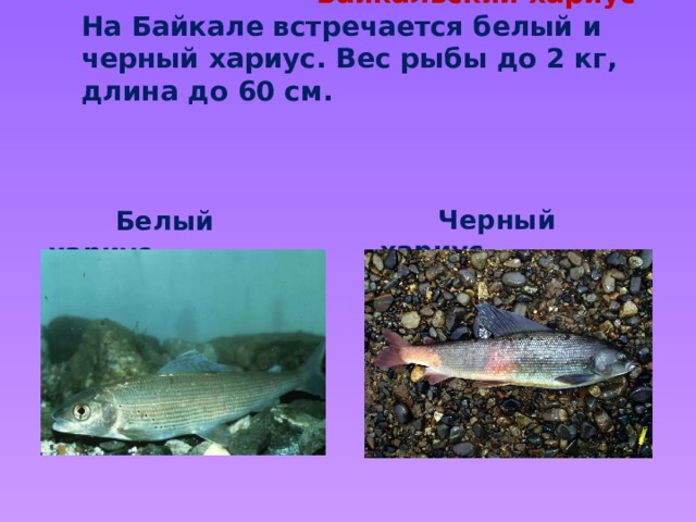  Байкальский хариус  На Байкале встречается белый и черный хариус. Вес рыбы до 2 кг, длина до 60 см.  Черный хариус  Белый хариус 