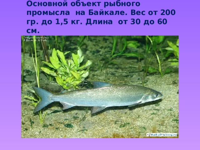  Омуль  Основной объект рыбного промысла на Байкале. Вес от 200 гр. до 1,5 кг. Длина от 30 до 60 см. 