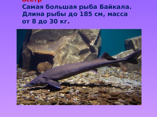  Байкальский осетр  Самая большая рыба Байкала. Длина рыбы до 185 см, масса от 8 до 30 кг . 