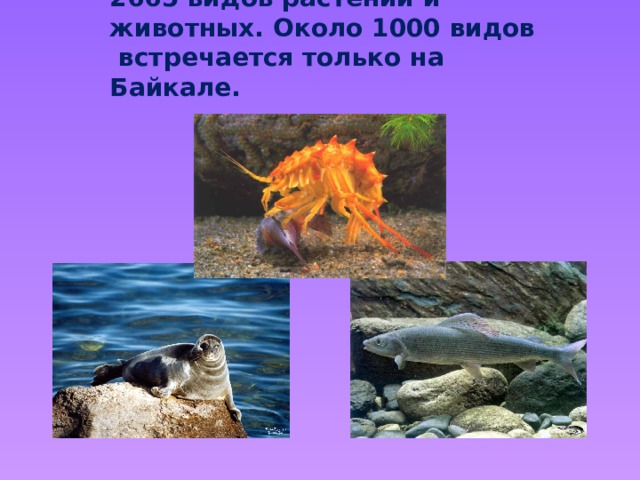 На Байкале насчитывается 2665 видов растений и животных. Около 1000 видов встречается только на Байкале. 