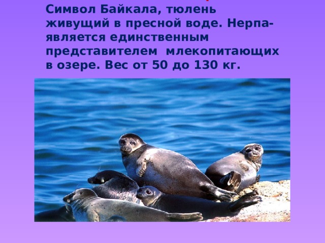  Нерпа  Символ Байкала, тюлень живущий в пресной воде. Нерпа- является единственным представителем млекопитающих в озере. Вес от 50 до 130 кг. 