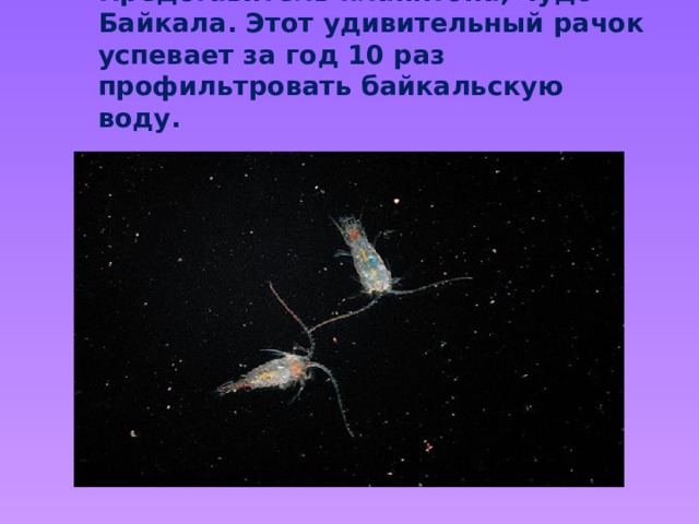  Рачок  эпишура  Представитель планктона, чудо Байкала. Этот удивительный рачок успевает за год 10 раз профильтровать байкальскую воду. 