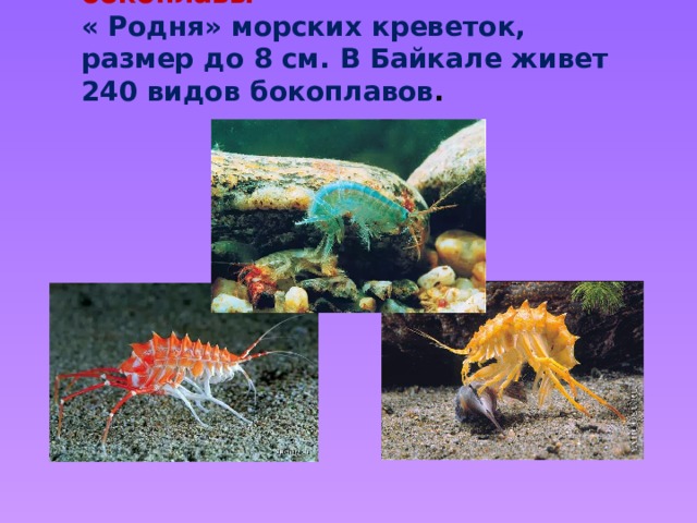  Байкальские бокоплавы  « Родня» морских креветок, размер до 8 см. В Байкале живет 240 видов бокоплавов . 