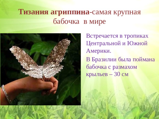Тизания агриппина -самая крупная бабочка в мире Встречается в тропиках Центральной и Южной Америки. В Бразилии была поймана бабочка с размахом крыльев – 30 см 