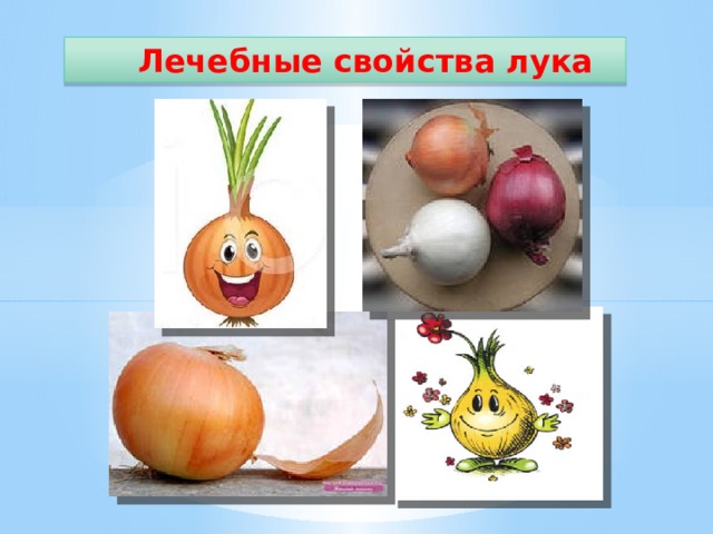  Лечебные свойства лука  