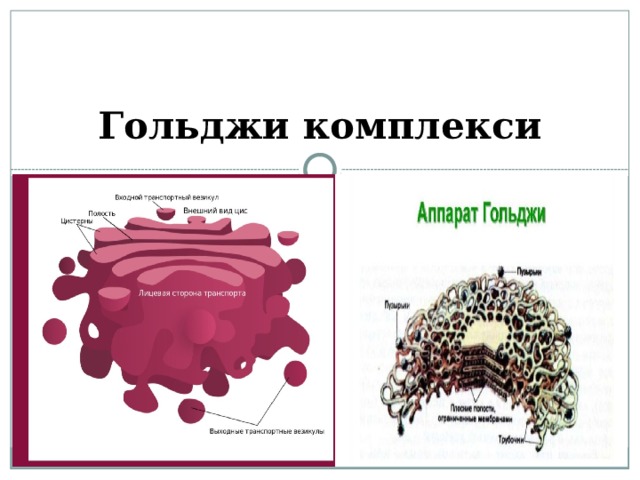 Гольджи комплекси 
