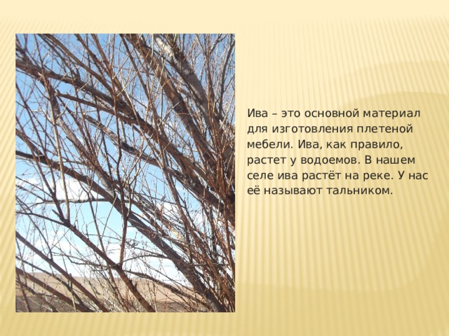 Ива – это основной материал для изготовления плетеной мебели. Ива, как правило, растет у водоемов. В нашем селе ива растёт на реке. У нас её называют тальником. 