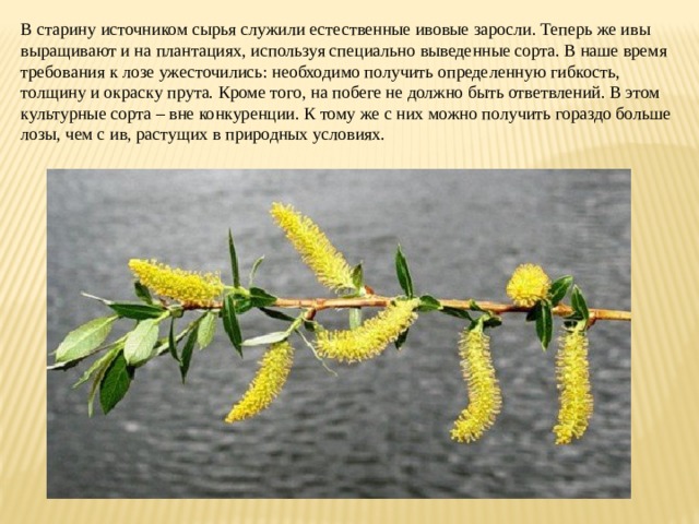 В старину источником сырья служили естественные ивовые заросли. Теперь же ивы выращивают и на плантациях, используя специально выведенные сорта. В наше время требования к лозе ужесточились: необходимо получить определенную гибкость, толщину и окраску прута. Кроме того, на побеге не должно быть ответвлений. В этом культурные сорта – вне конкуренции. К тому же с них можно получить гораздо больше лозы, чем с ив, растущих в природных условиях. 