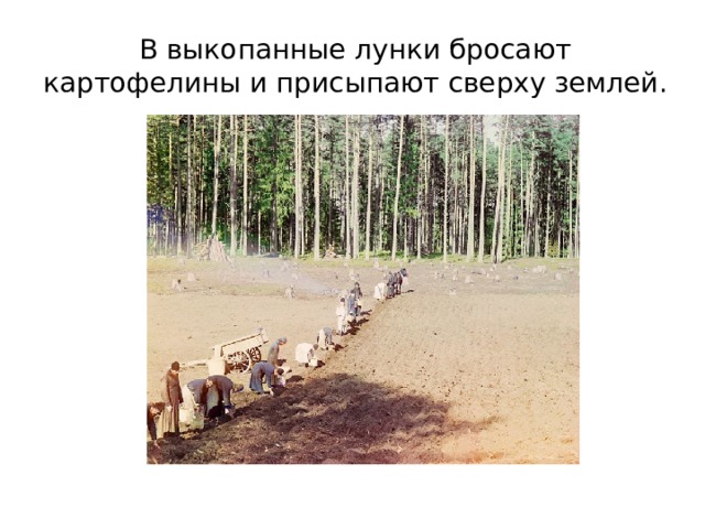 В выкопанные лунки бросают картофелины и присыпают сверху землей. 
