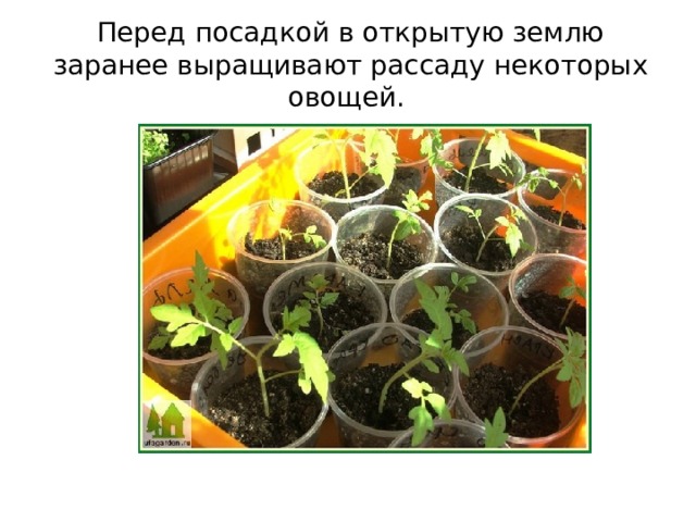 Перед посадкой в открытую землю заранее выращивают рассаду некоторых овощей. 