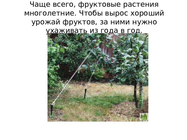 Чаще всего, фруктовые растения многолетние. Чтобы вырос хороший урожай фруктов, за ними нужно ухаживать из года в год. 