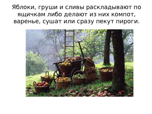 Яблоки, груши и сливы раскладывают по ящичкам либо делают из них компот, варенье, сушат или сразу пекут пироги. 