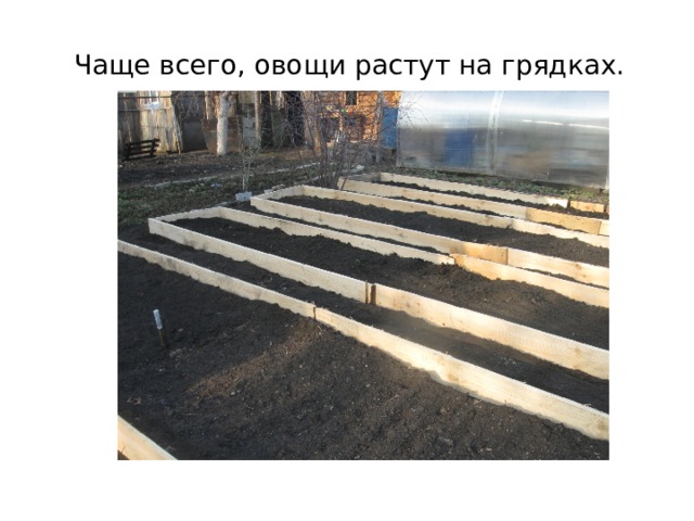 Чаще всего, овощи растут на грядках. 
