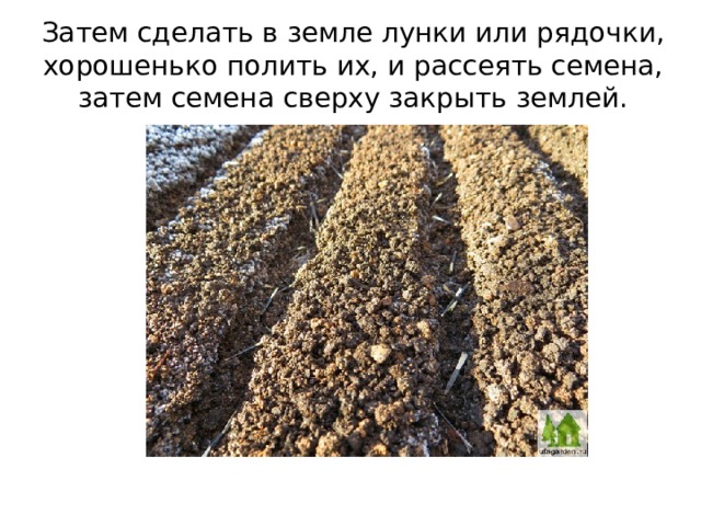 Затем сделать в земле лунки или рядочки, хорошенько полить их, и рассеять семена, затем семена сверху закрыть землей. 