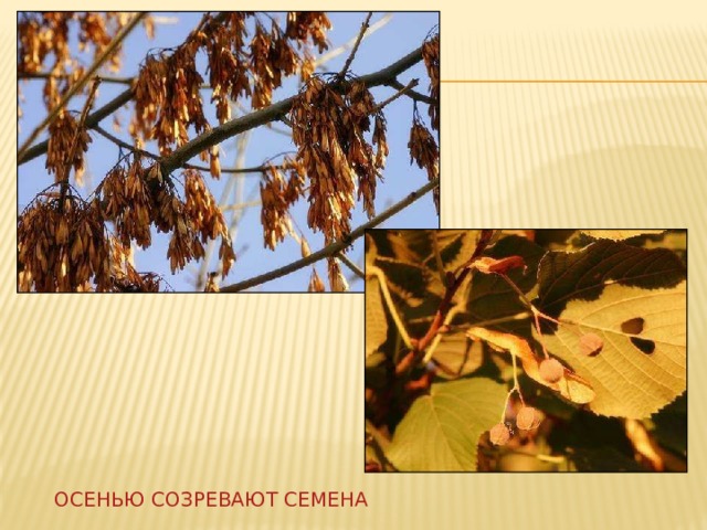 Осенью созревают семена 