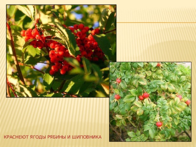  краснеют ягоды рябины и шиповника 