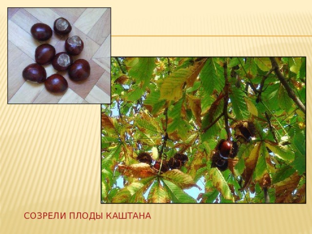 Созрели плоды каштана 