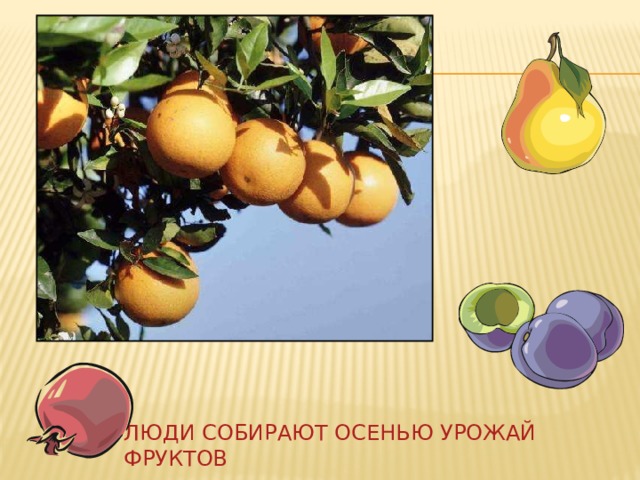 Люди собирают осенью урожай фруктов 