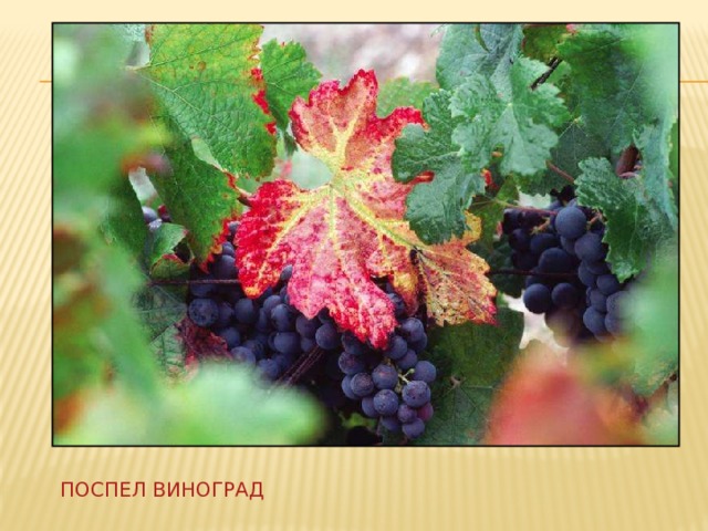 Поспел виноград 