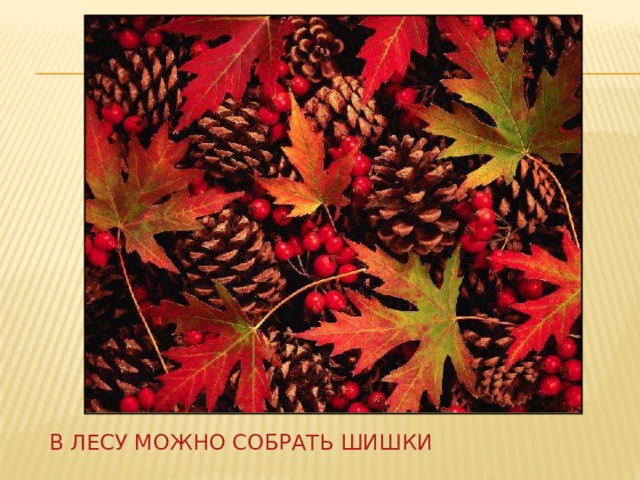 В лесу можно собрать шишки 