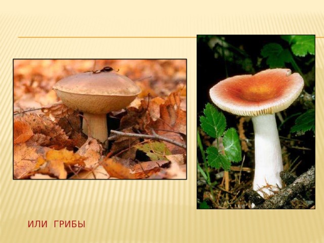 Или грибы 