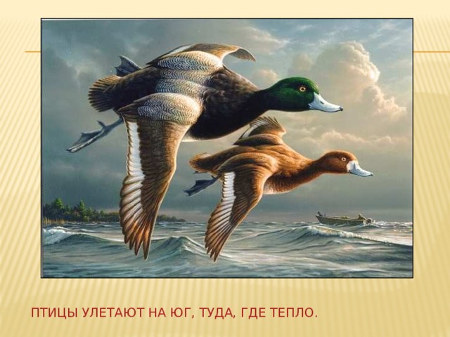 Птицы улетают на юг, туда, где тепло. 