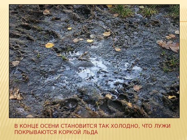 В конце осени становится так холодно, что лужи покрываются коркой льда 