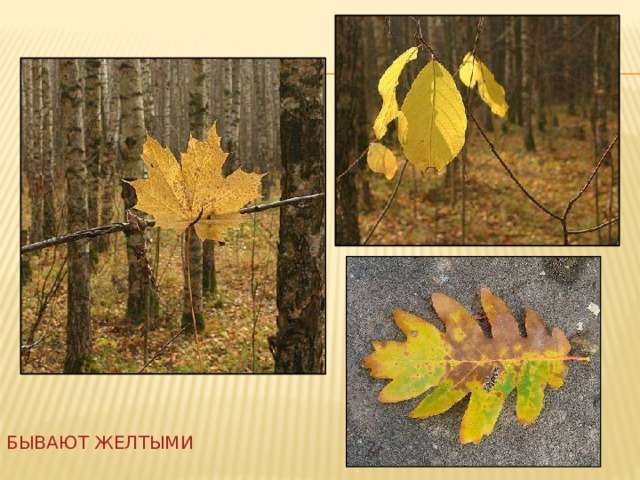 Бывают желтыми 