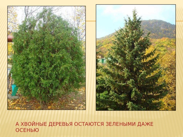 А хвойные деревья остаются зелеными даже осенью 