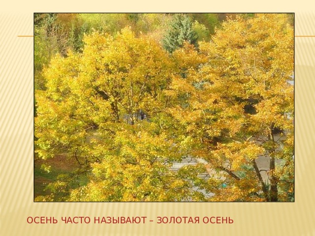 Осень часто называют – золотая осень 