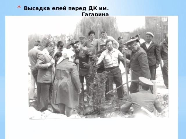 Высадка елей перед ДК им. Гагарина 