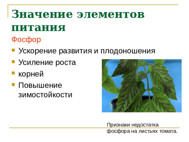 Значение элементов питания Фосфор Ускорение развития и плодоношения Усиление роста корней Повышение  зимостойкости Признаки недостатка фосфора на листьях томата. 