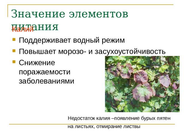 Значение элементов питания Калий Поддерживает водный режим Повышает морозо- и засухоустойчивость Снижение  поражаемости  заболеваниями  Недостаток калия –появление бурых пятен  на листьях, отмирание листвы 