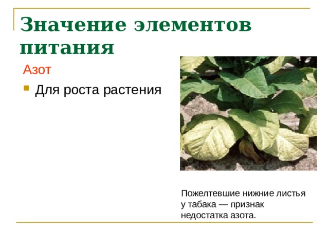 Значение элементов питания Азот Для роста растения Пожелтевшие нижние листья у табака — признак недостатка азота. 