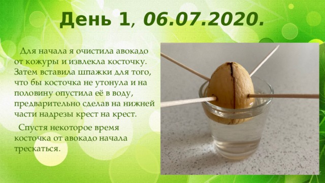 День 1 , 06.07.2020.  Для начала я очистила авокадо от кожуры и извлекла косточку. Затем вставила шпажки для того, что бы косточка не утонула и на половину опустила её в воду, предварительно сделав на нижней части надрезы крест на крест.  Спустя некоторое время косточка от авокадо начала трескаться. 