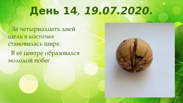 День 14 , 19.07.2020.  За четырнадцать дней щель в косточке становилась шире.  В её центре образовался молодой побег. 
