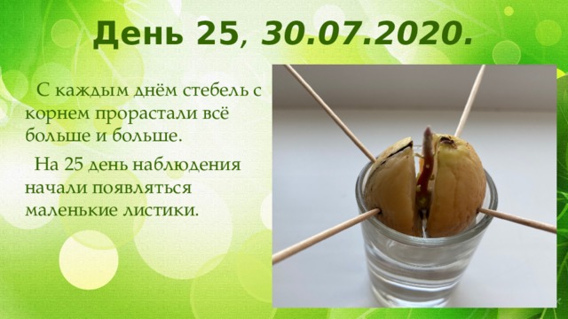 День 25 , 30.07.2020.  С каждым днём стебель с корнем прорастали всё больше и больше.  На 25 день наблюдения начали появляться маленькие листики. 
