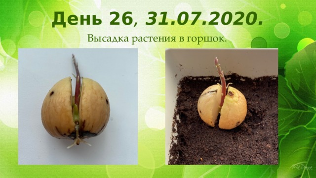День 26 , 31.07.2020.  Высадка растения в горшок. 